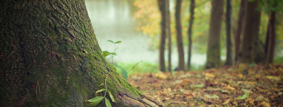 tree-gf0d9aa545_1920.jpg